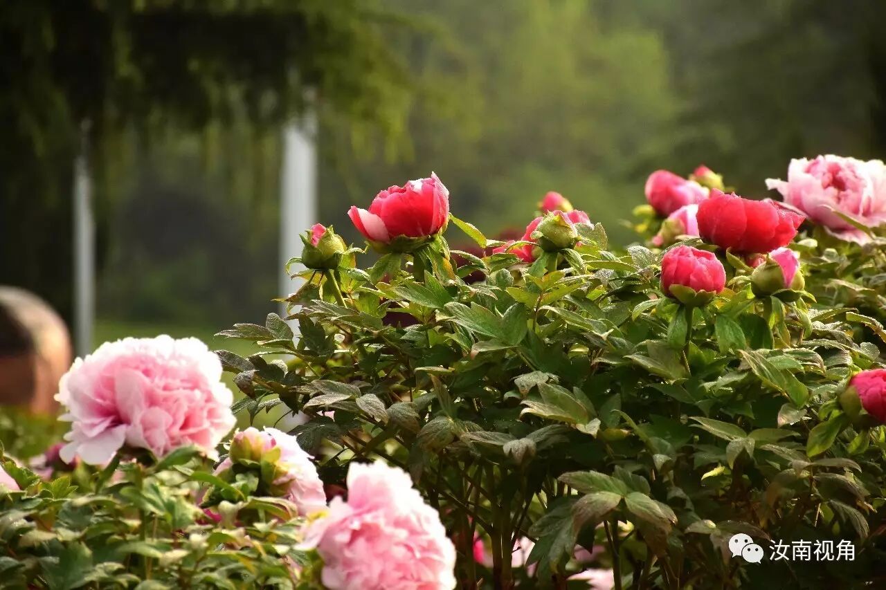 汝南天中山牡丹盛开近百个品种让你一次看个够