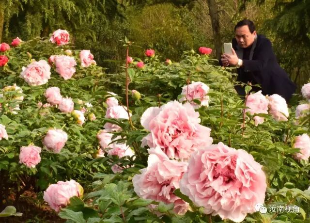 汝南天中山牡丹盛开 近百个品种让你一次看个够 汝南县图书馆