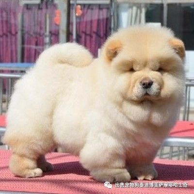 出售松狮狗迷你奶黄色奶白色松狮犬纯种幼犬中型犬宠物狗活体 出售宠物狗泰迪博美萨摩耶哈士奇 微信公众号文章阅读