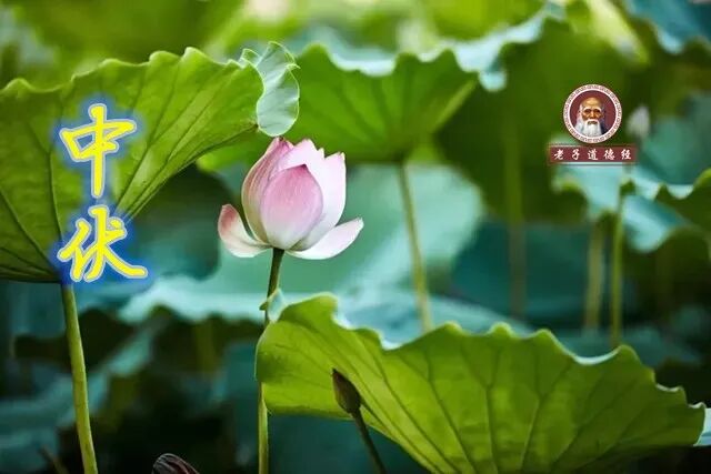 今日中伏，吃三样，喝三样，三大禁忌千万别犯，小心落下病根！