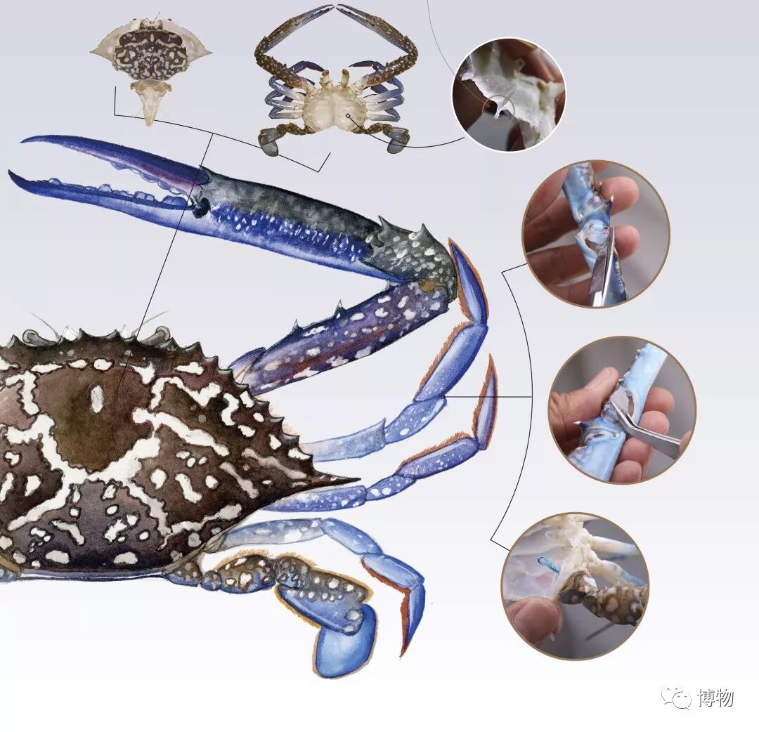 在中国没有一只螃蟹能活过国庆假期 博物 微信公众号文章阅读 Wemp