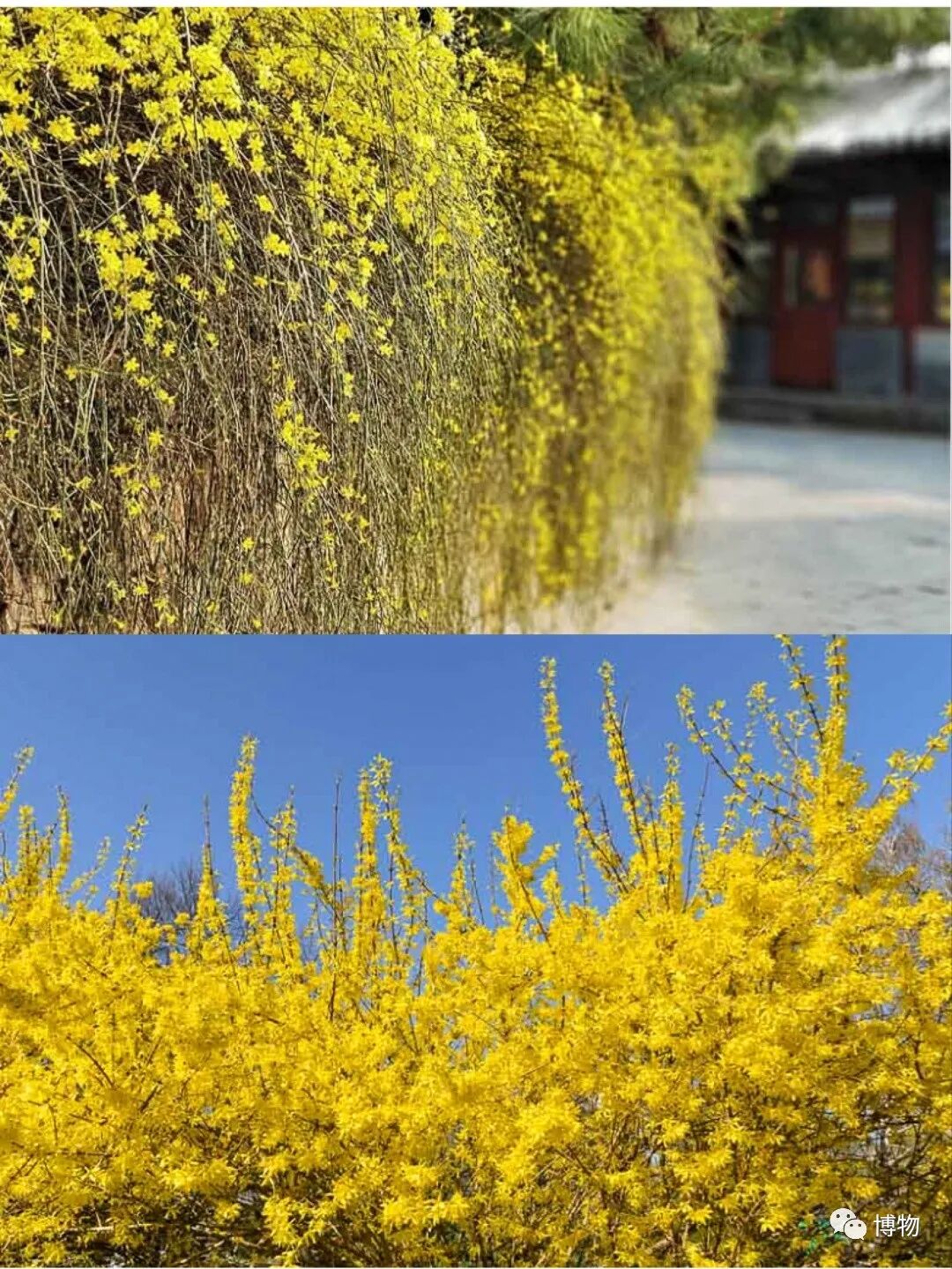 求求别再管所有小黄花都叫迎春花了