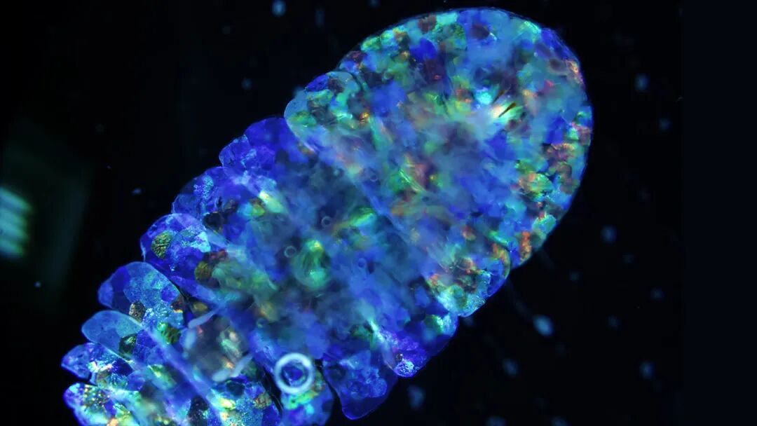 泥虾生长在什么地方？泥虾主要是由水蚤等浮游生物构成的