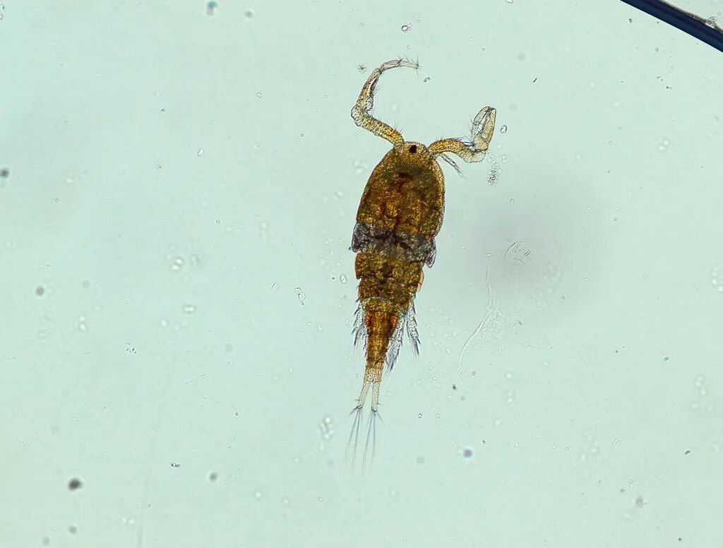 泥虾生长在什么地方？泥虾主要是由水蚤等浮游生物构成的