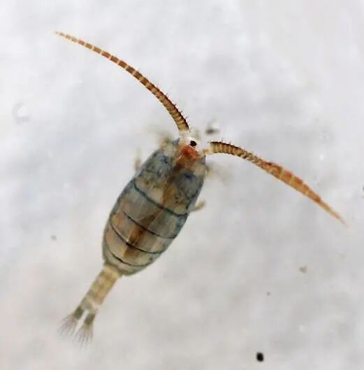 泥虾生长在什么地方？泥虾主要是由水蚤等浮游生物构成的