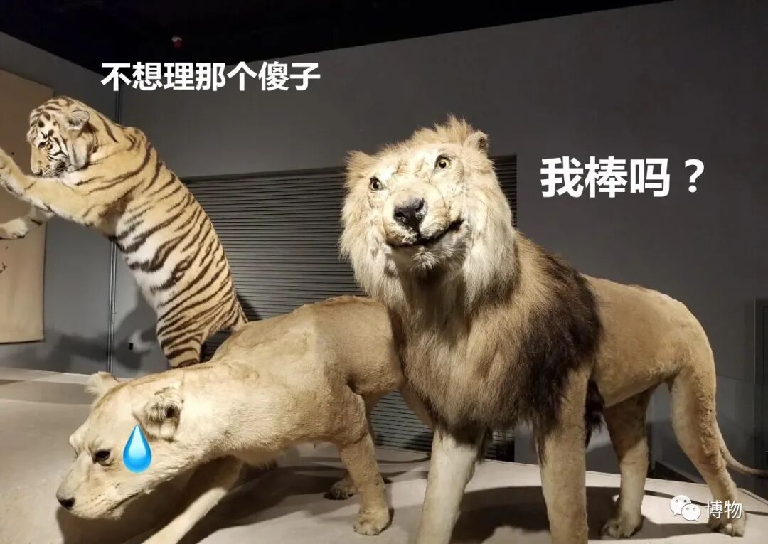 变成一只有哈士奇气质的狮子是什么体验