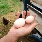 自家院子养的鸡蛋，真的健康又卫生吗？