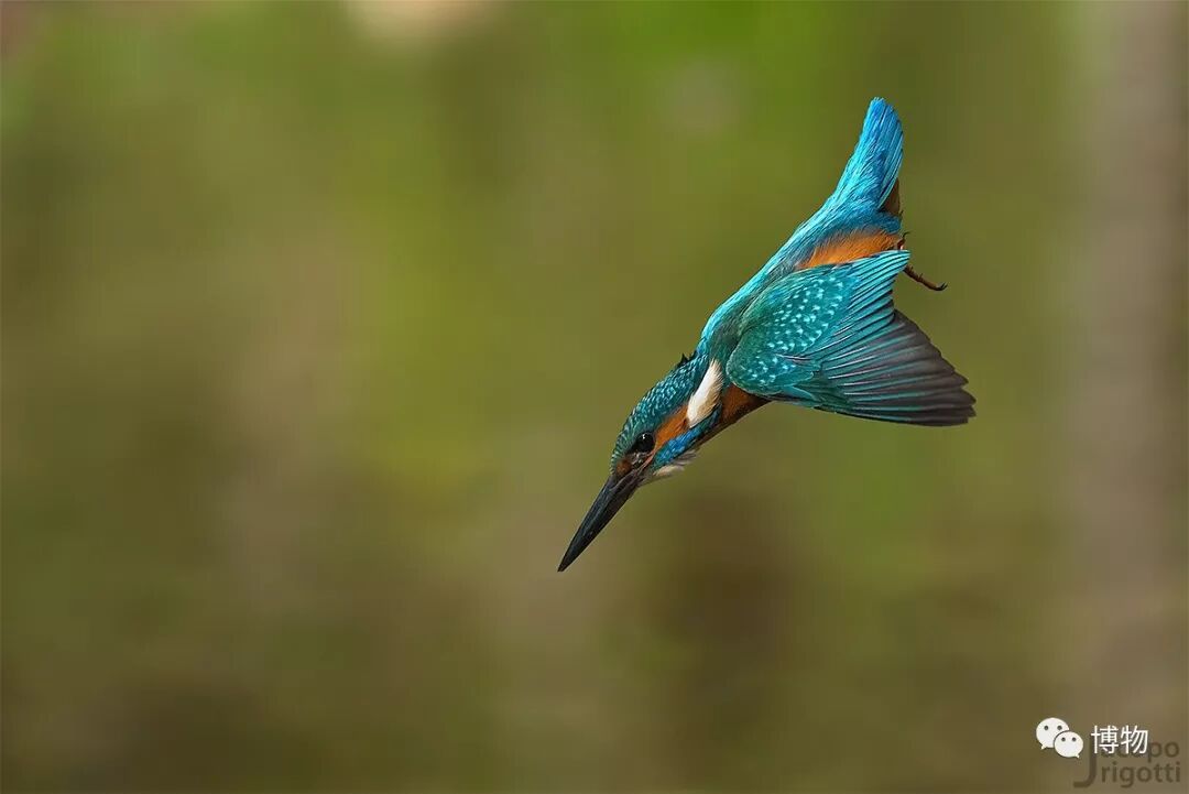 动物头饰图片_头饰动物图片大全_头饰动物图片简笔画