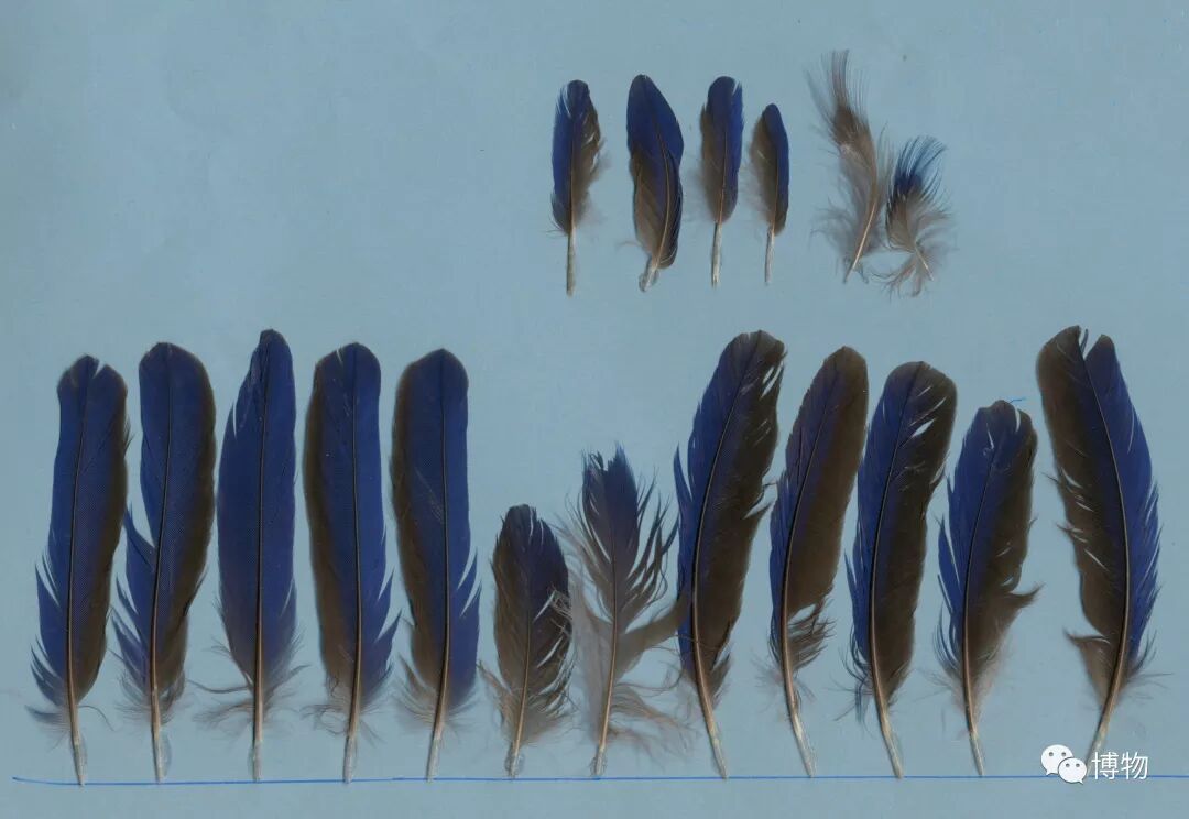 头饰动物图片简笔画_头饰动物图片大全_动物头饰图片