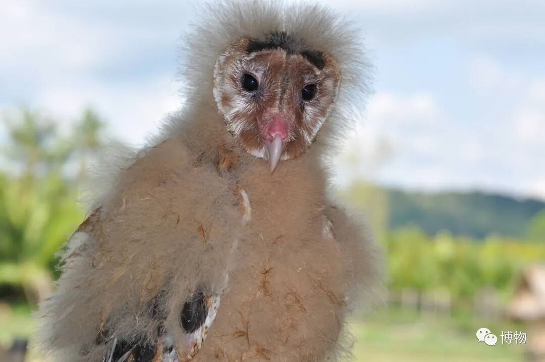 地上有一窝炸毛丑宝宝你千万别乱动