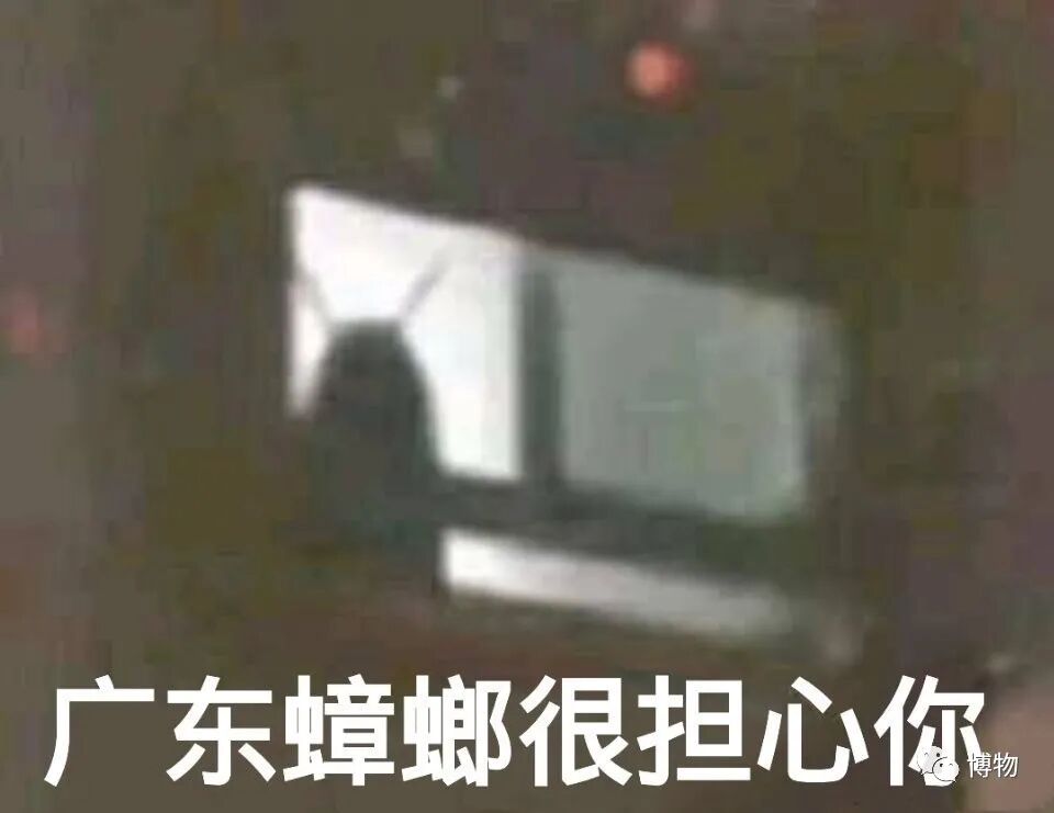 为什么叫蚊钳99%的人见过这小虫虫，但叫不出名字-上海聚慕医疗器械有限公司
