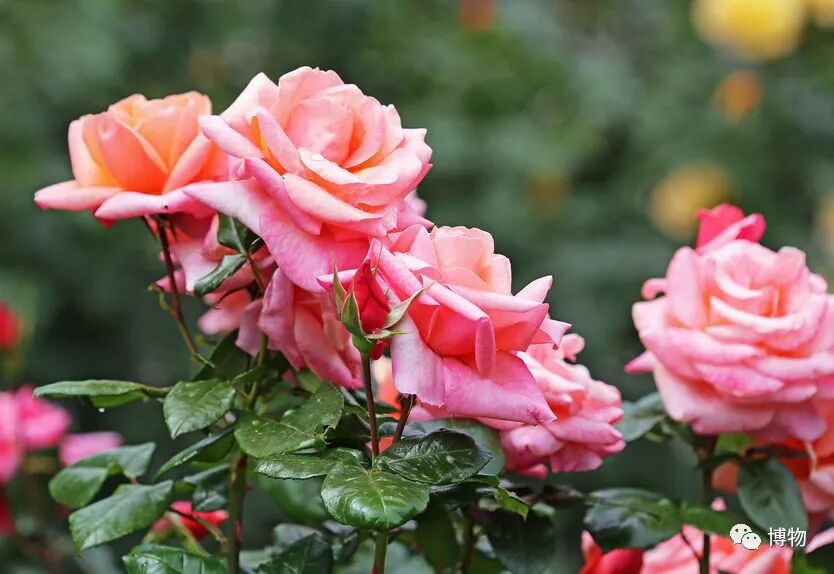 花坛里用的都是什么花 纯干货总结 博物微信公众号文章