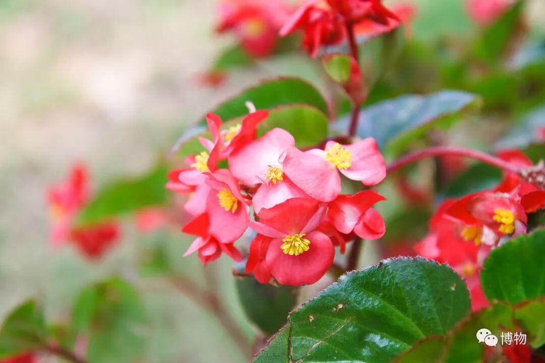 花坛里用的都是什么花 纯干货总结 博物微信公众号文章