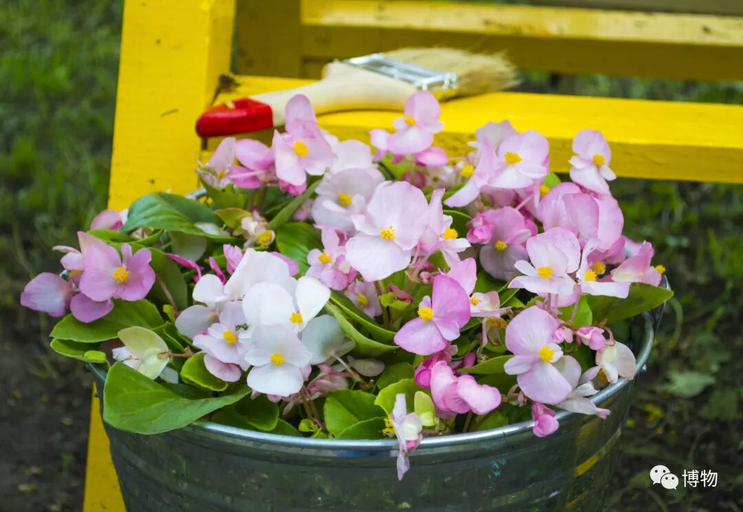 花坛里用的都是什么花 纯干货总结 博物微信公众号文章