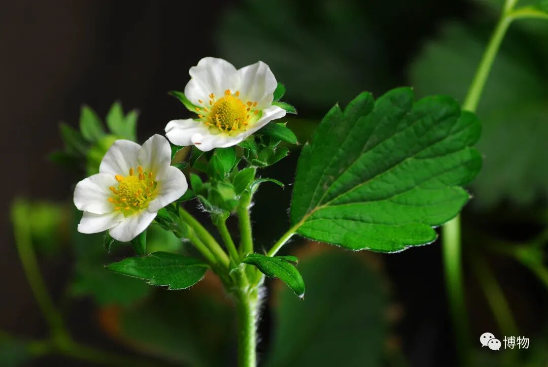 那是它的花托,以后发育成草莓.