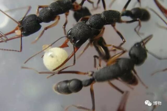 行军蚁很残暴 那只是在电影里 博物微信公众号文章