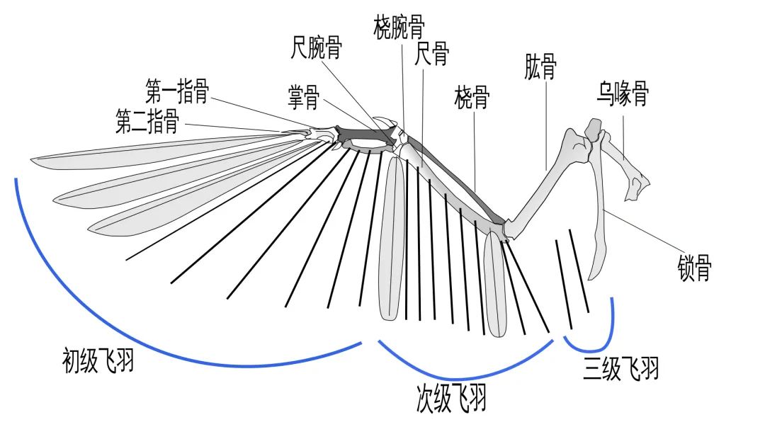 羽毛球有多少根羽毛组成