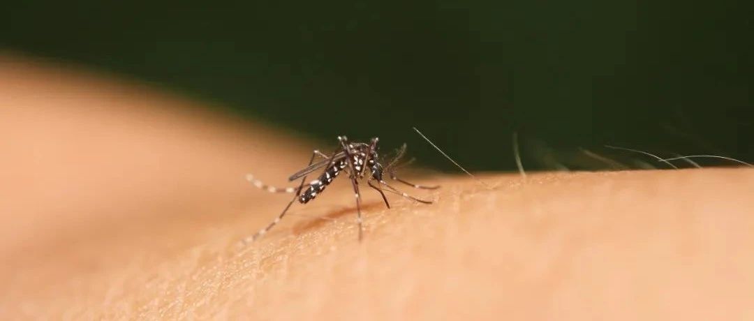 如果让蚊子整夜不睡觉，它还咬人吗？