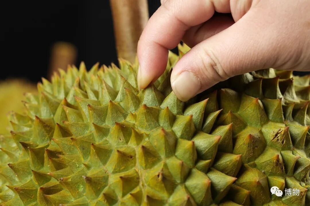 怎么买到好榴莲，怎么能精准挑到“报恩榴莲”？