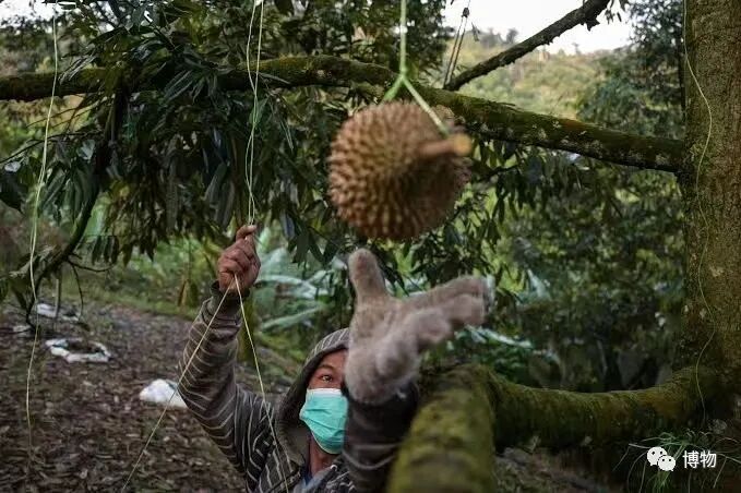 怎么买到好榴莲，怎么能精准挑到“报恩榴莲”？