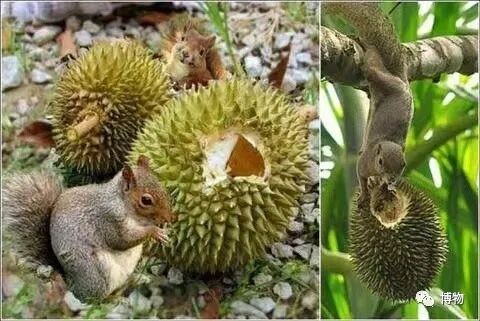 怎么买到好榴莲，怎么能精准挑到“报恩榴莲”？