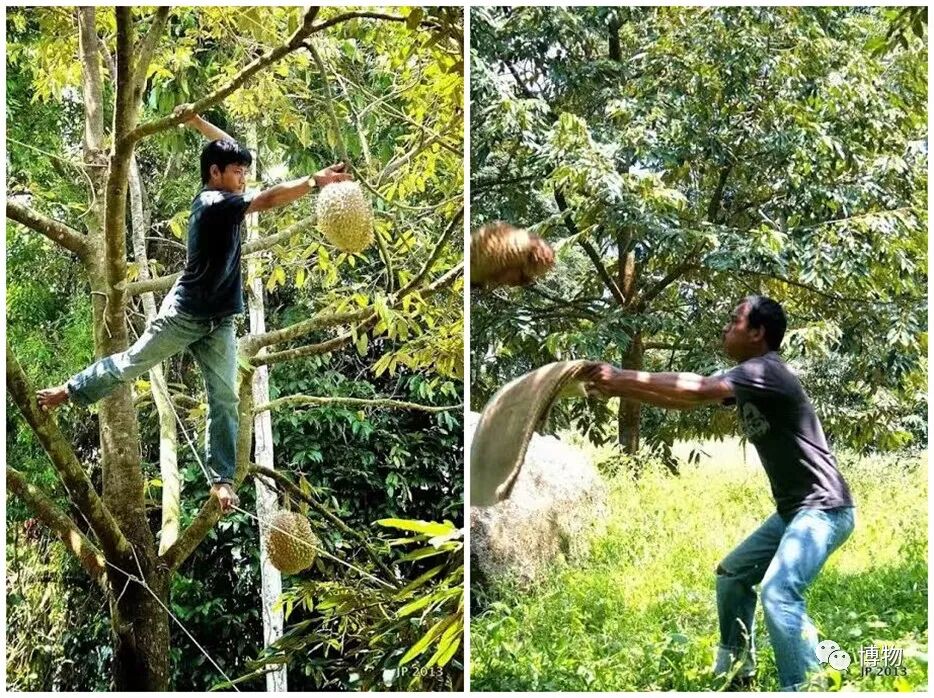 怎么买到好榴莲，怎么能精准挑到“报恩榴莲”？