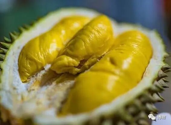 怎么买到好榴莲，怎么能精准挑到“报恩榴莲”？