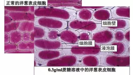 高中生物实验 观察质壁分离和复原 高中生物学习帮 微信公众号文章阅读 Wemp
