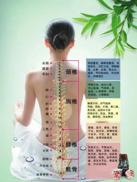 脊柱與人體健康