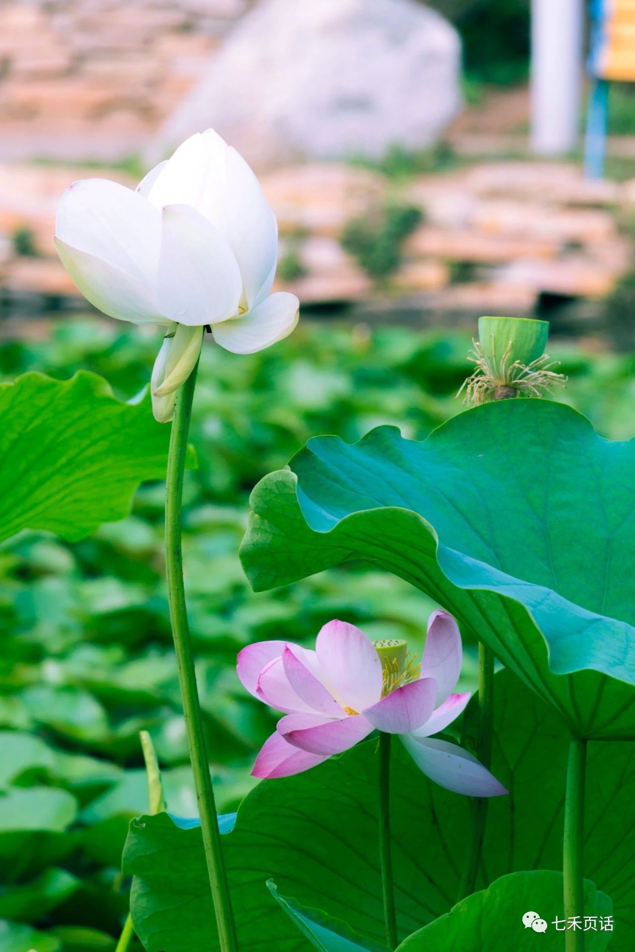 菡萏花开