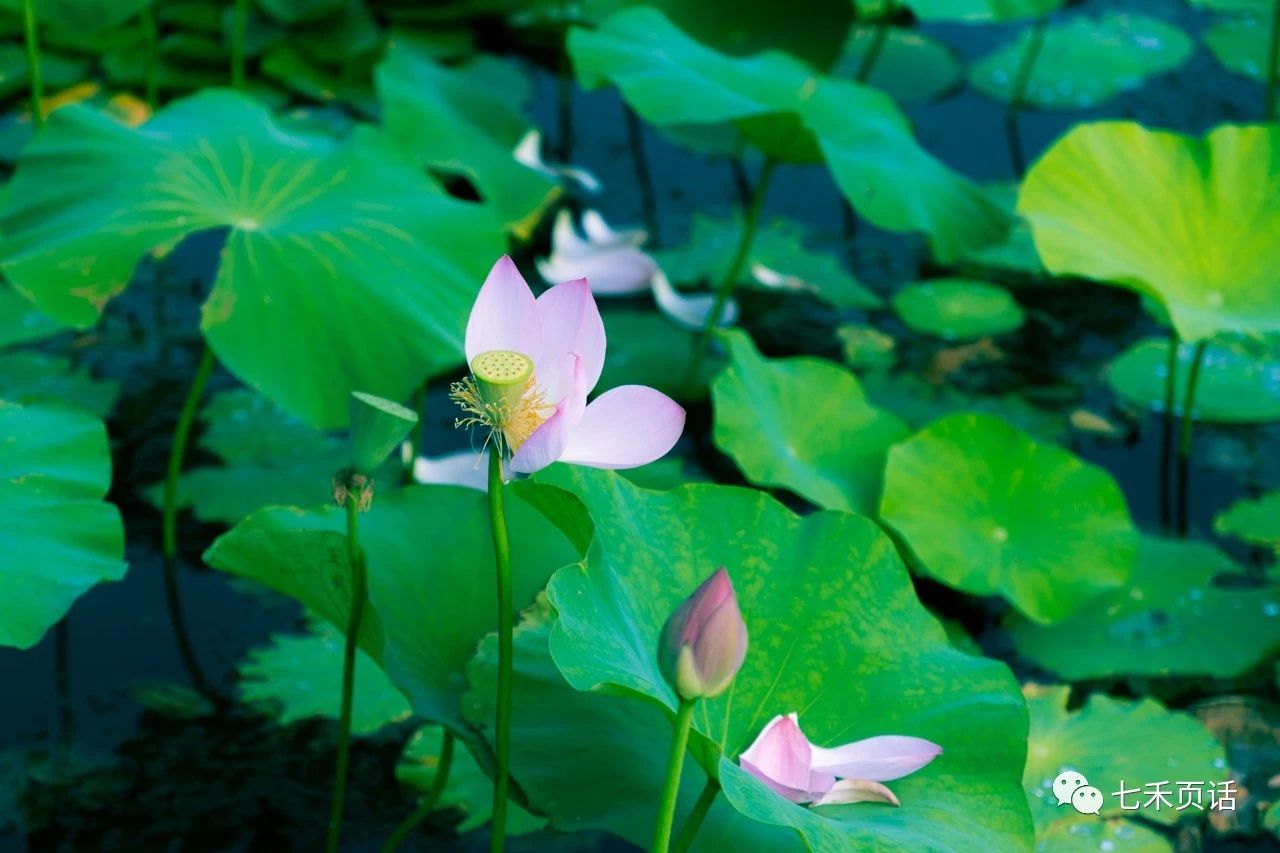 菡萏花开又落