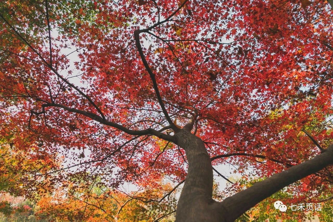 11月红枫