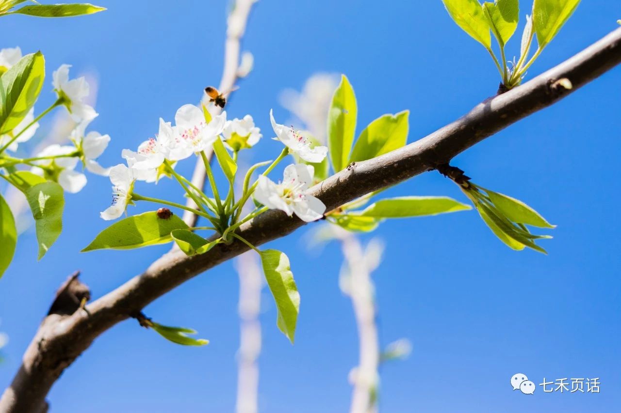 5月花开