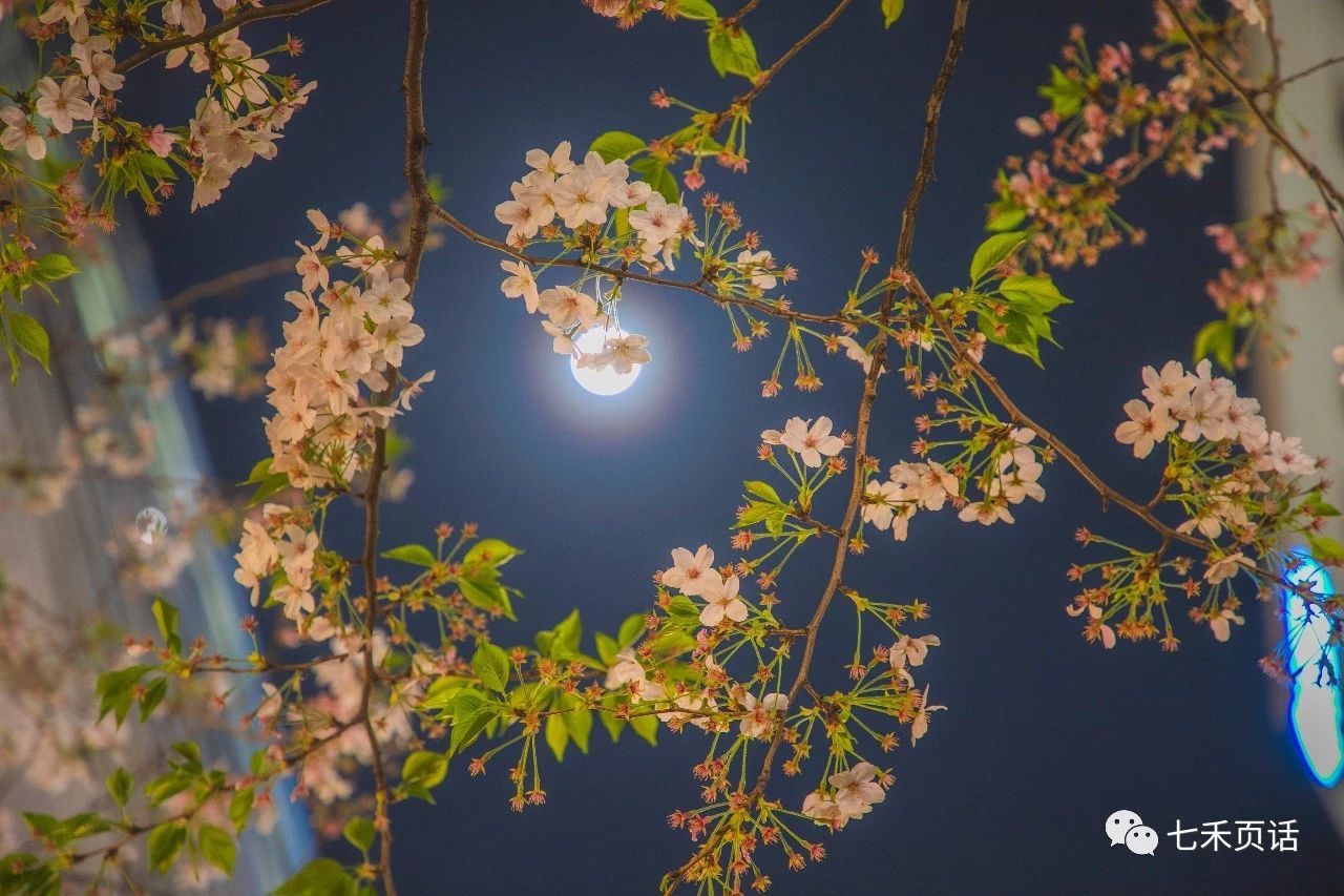 八重洲樱花大道