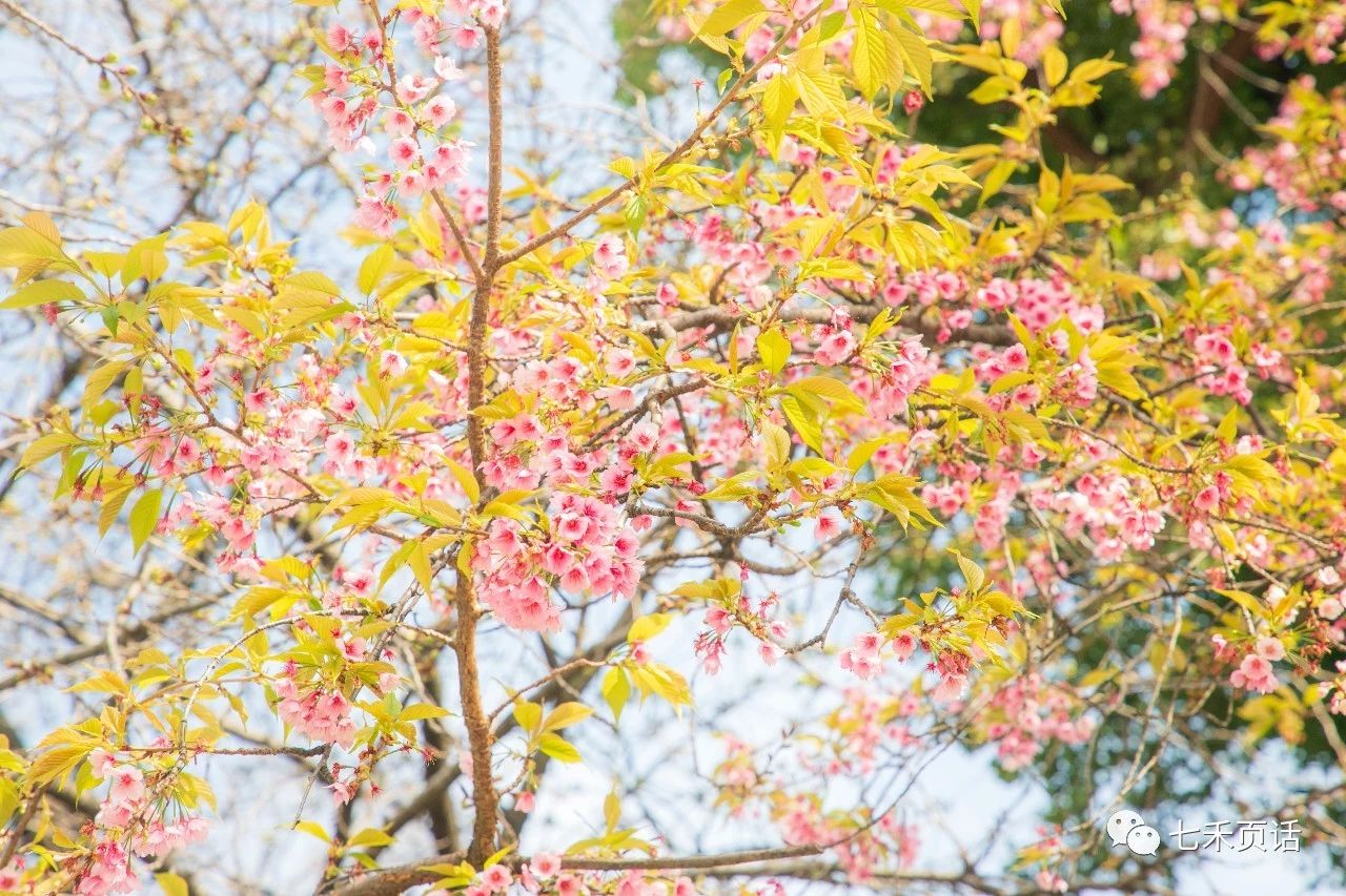 河津樱