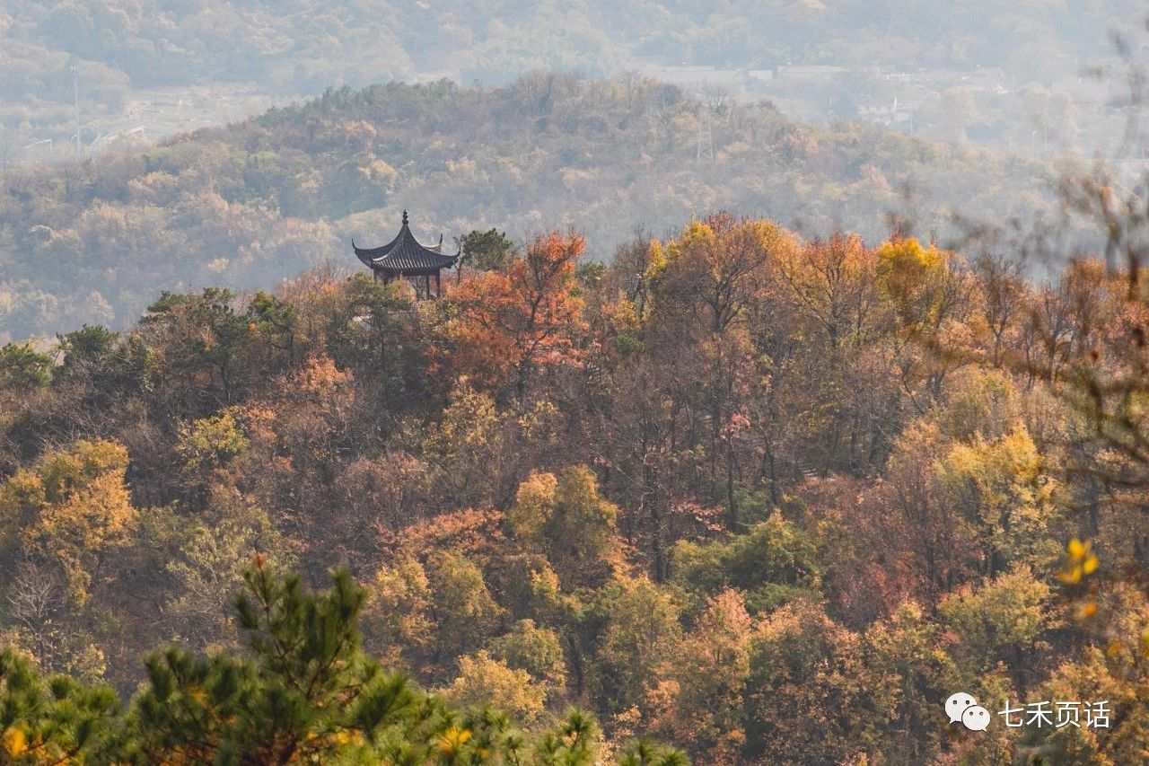 栖霞山红叶