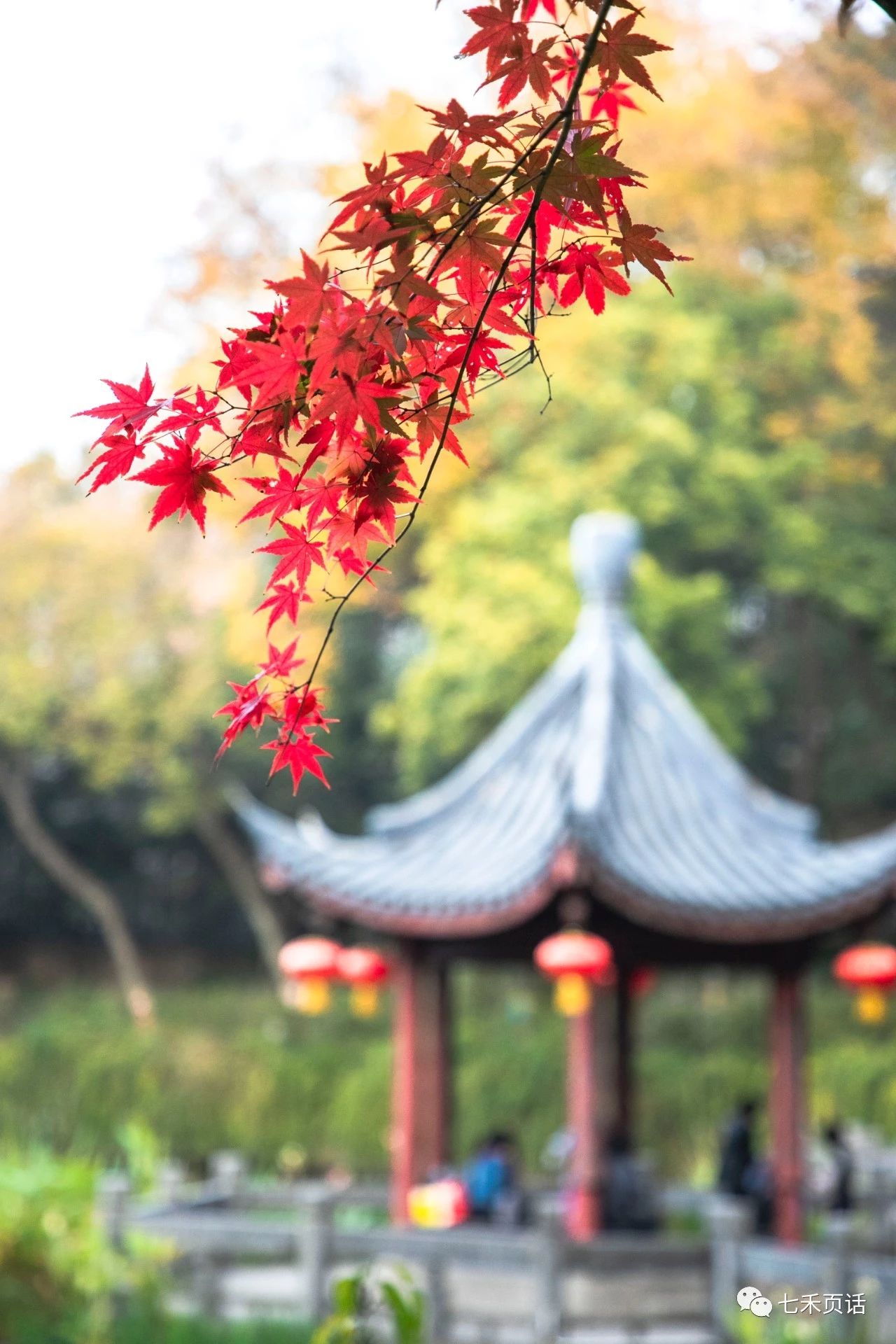 栖霞山红叶