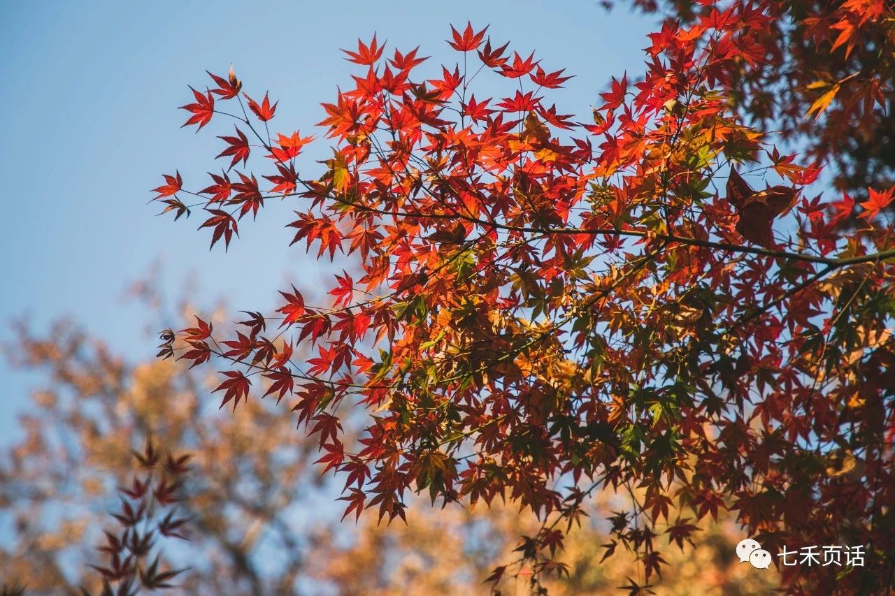 栖霞山红叶