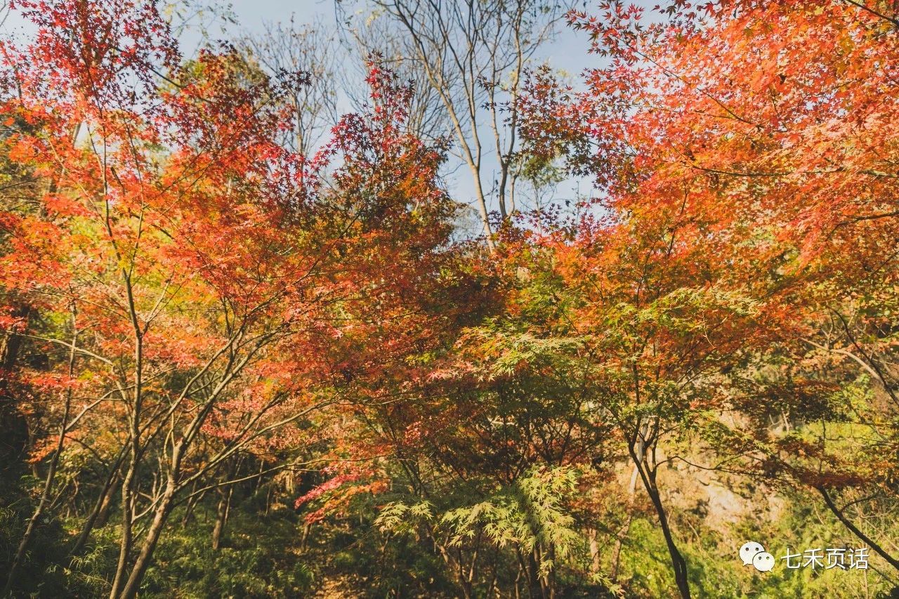 栖霞山红叶