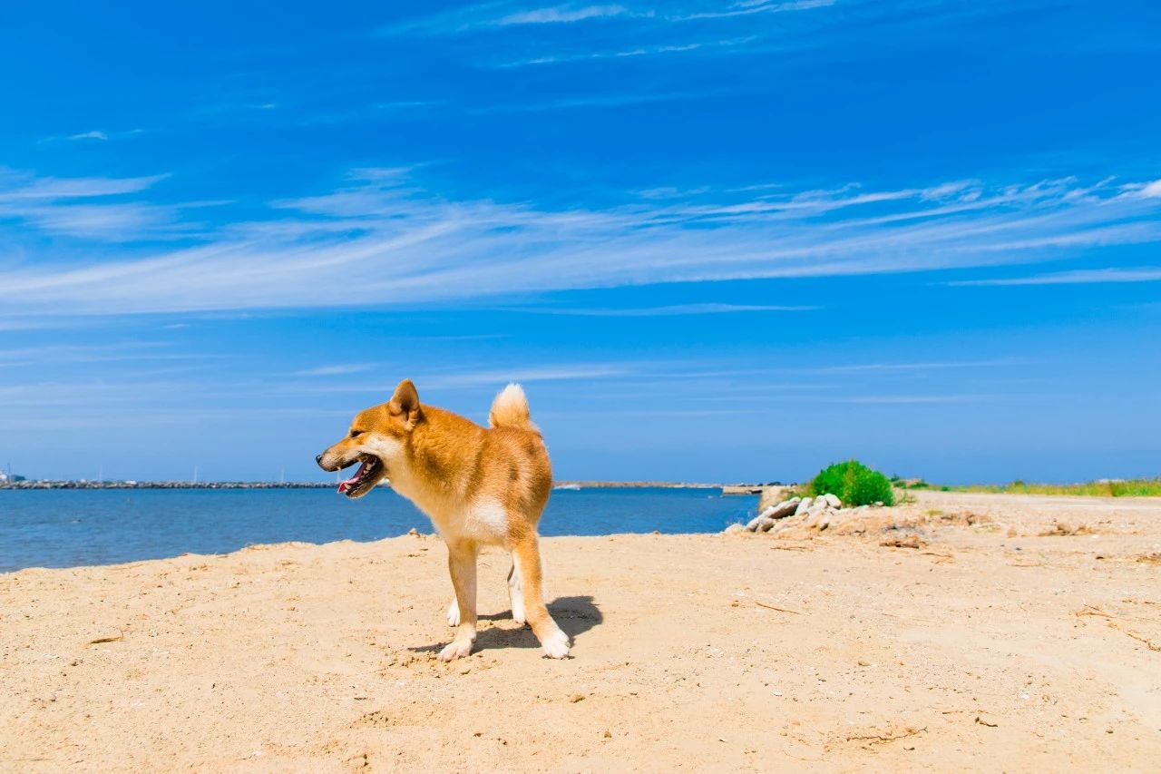 驰骋的狗狗