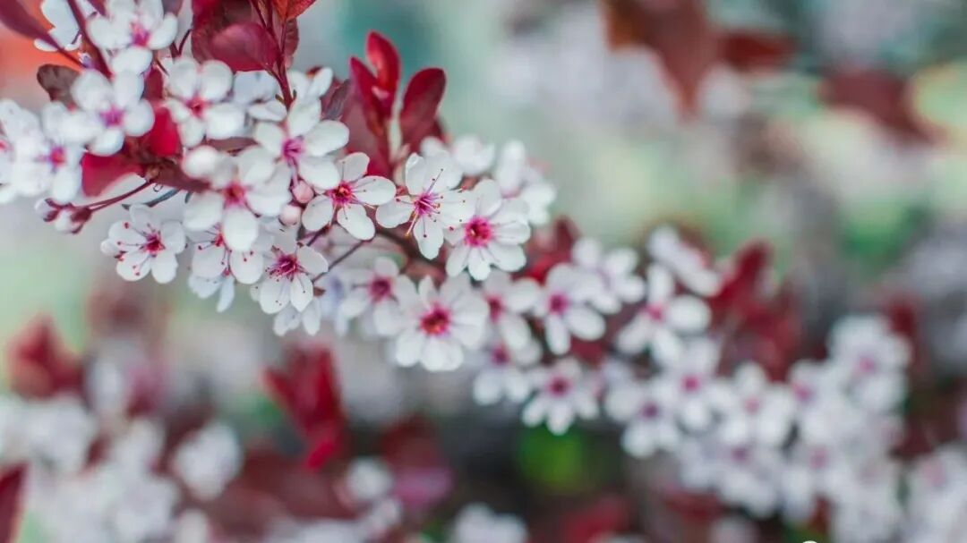 树栖_栖树原神位置_栖树一群鸦