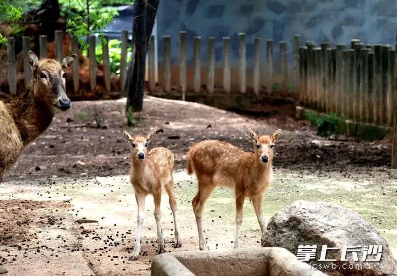 长沙生态动物园攻略一日游_长沙生态动物园_长沙生态动物园地铁路线