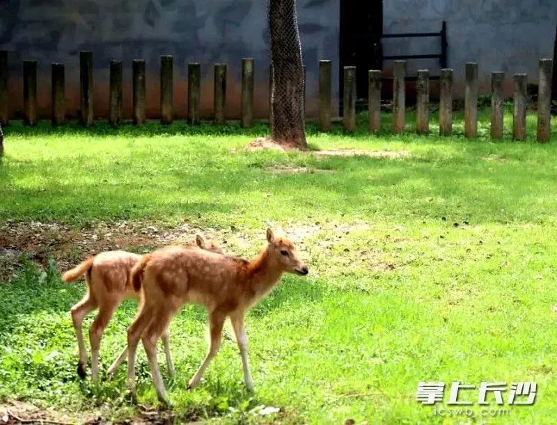 长沙生态动物园攻略一日游_长沙生态动物园_长沙生态动物园地铁路线