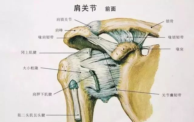 【瑜伽问答】练瑜伽大臂外旋为什么那么重要？