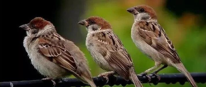 三只鸟的不同命运 !（深度好文）