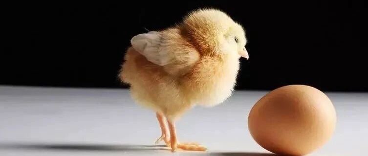 鸡说：这事和我没关系（火了）