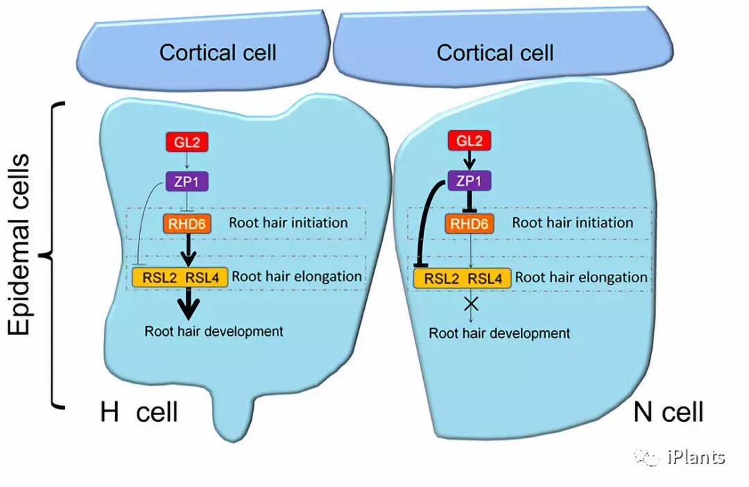 Plant Cell 山东师大王宝山组揭示了决定根毛的起始和伸长的分子机制 Iplants 微信公众号文章阅读 Wemp