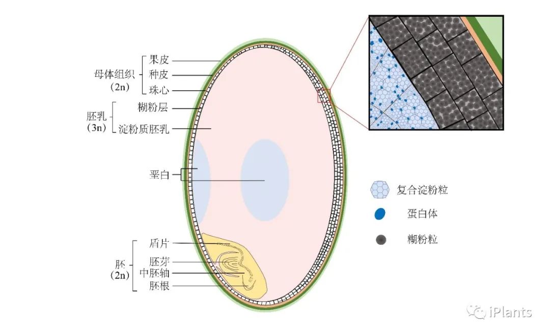 详细综述 水稻胚 胚乳互作的分子机制与农学意义 Iplants 微信公众号文章阅读 Wemp