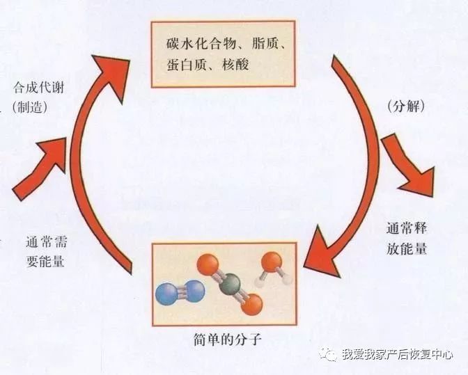 【产后康复】产后如何加快新陈代谢？