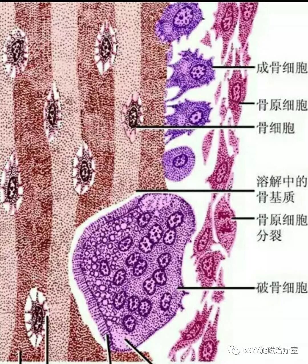 骨组织生物磁性及磁场生物学效应研究 巴彦淖尔市医院旋磁治疗室 微信公众号文章阅读 Wemp